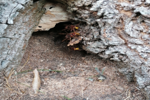 Hornissennest in Baumrinde am Boden mit zwei Wespen darin, umgeben von Gras.