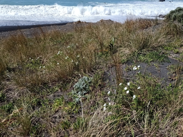 Eine Strandszene mit blühenden Blumen und Gras im Vordergrund und dem Ozean im Hintergrund.