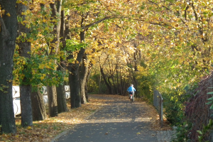 Eine Person fährt mit dem Fahrrad einen von Bäumen gesäumten Weg mit trockenem Laub am Boden und einem Zaun auf der rechten Seite entlang.