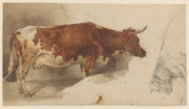 Eine braune und weiße Kuh steht aufrecht mit erhobenem Kopf und aufgestellten Ohren neben einer anderen Kuh, die wegsieht, beide auf einem Papier mit Text, die zufrieden wirken.