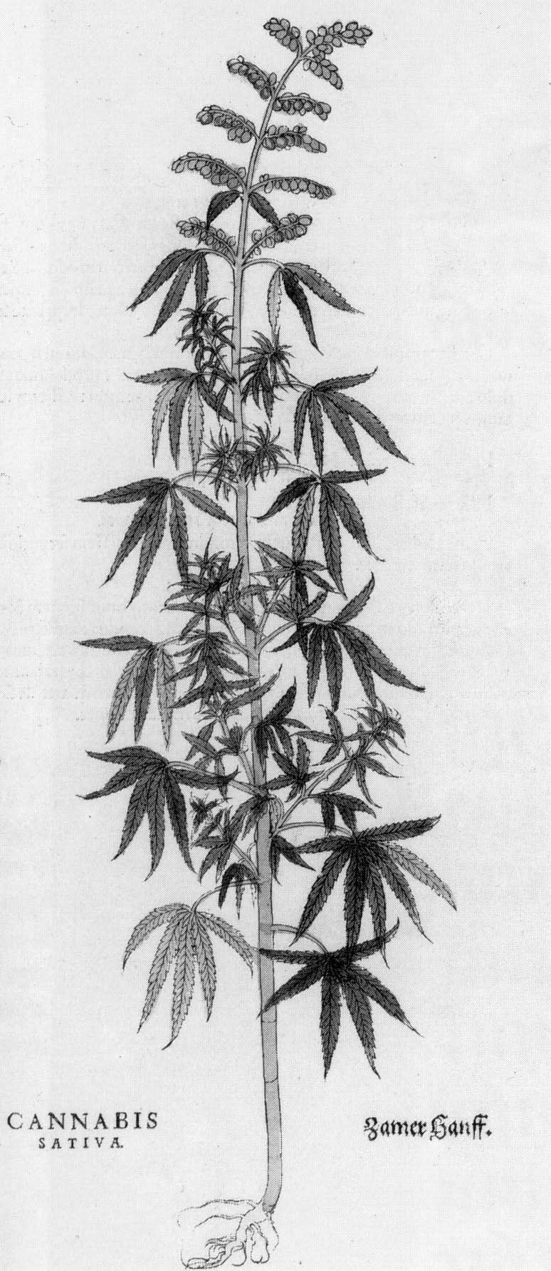 Schwarze und weiße Strichzeichnung einer Cannabis Sativa-Pflanze mit beschrifteten Blättern und Stielen.