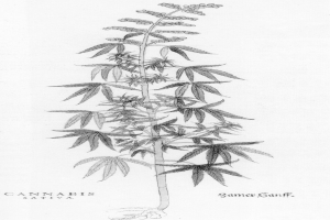 Schwarze und weiße Strichzeichnung einer Cannabis Sativa-Pflanze mit beschrifteten Blättern und Stielen.