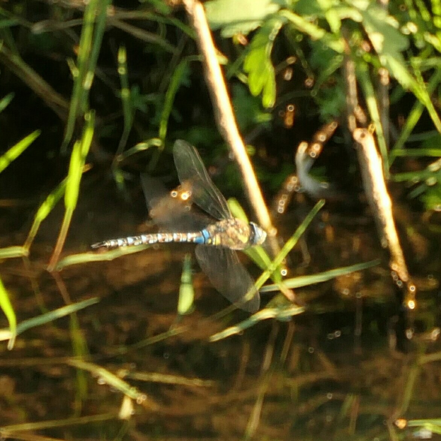 Eine Libelle im Flug über einem Gewässer mit grünen Pflanzen im Hintergrund.