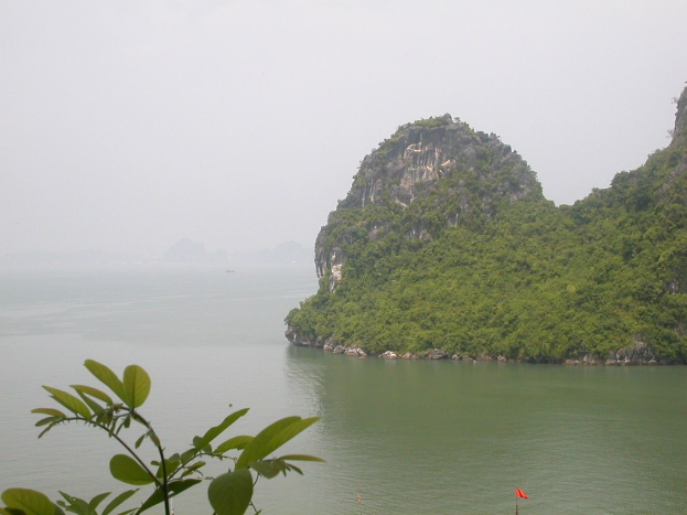 Kleine Insel mit saftig grünen Bäumen, umgeben von Wasser, hellem weißen Himmel und Pflanzen am Boden.