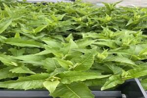 Ein Lastwagen mit grünen Tabakpflanzen beladen, ein Fahrzeug im Hintergrund und eine Straße unten.