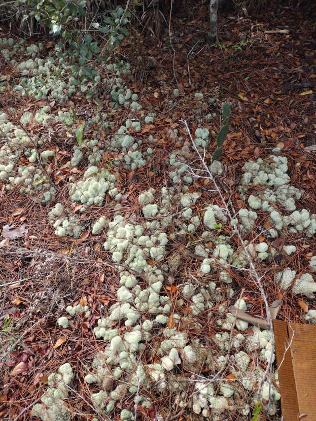 Gebüsch mit Flechte auf dem Boden, trockene Bl├Ątter, Pflanzen und ein h├Âlzernes Objekt in der rechten unteren Ecke.
