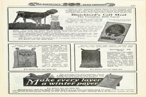 Eine alte Werbung für Blatchford's Kalbemahl mit einer hellbraunen Kuh mit weißem Maul und Brust, aufgerichteten Ohren und einem freundlichen Gesichtsausdruck, umgeben von fetter gelber Schrift.