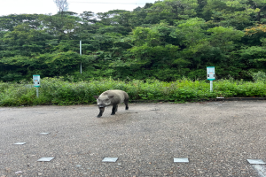 Ein Wildschwein überquert einen Parkplatz neben einem Wald.