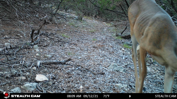Ein Reh, das einen Schotterweg in einem bewaldeten Gebiet mit verstreuten Steinen und Zweigen entlanggeht, mit dem Text "Stealth Cam - Rehjagd in Texas" unten.